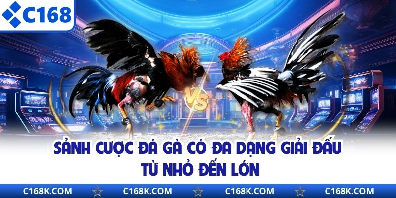 Sảnh cược đá gà có đa dạng giải đấu từ nhỏ đến lớn